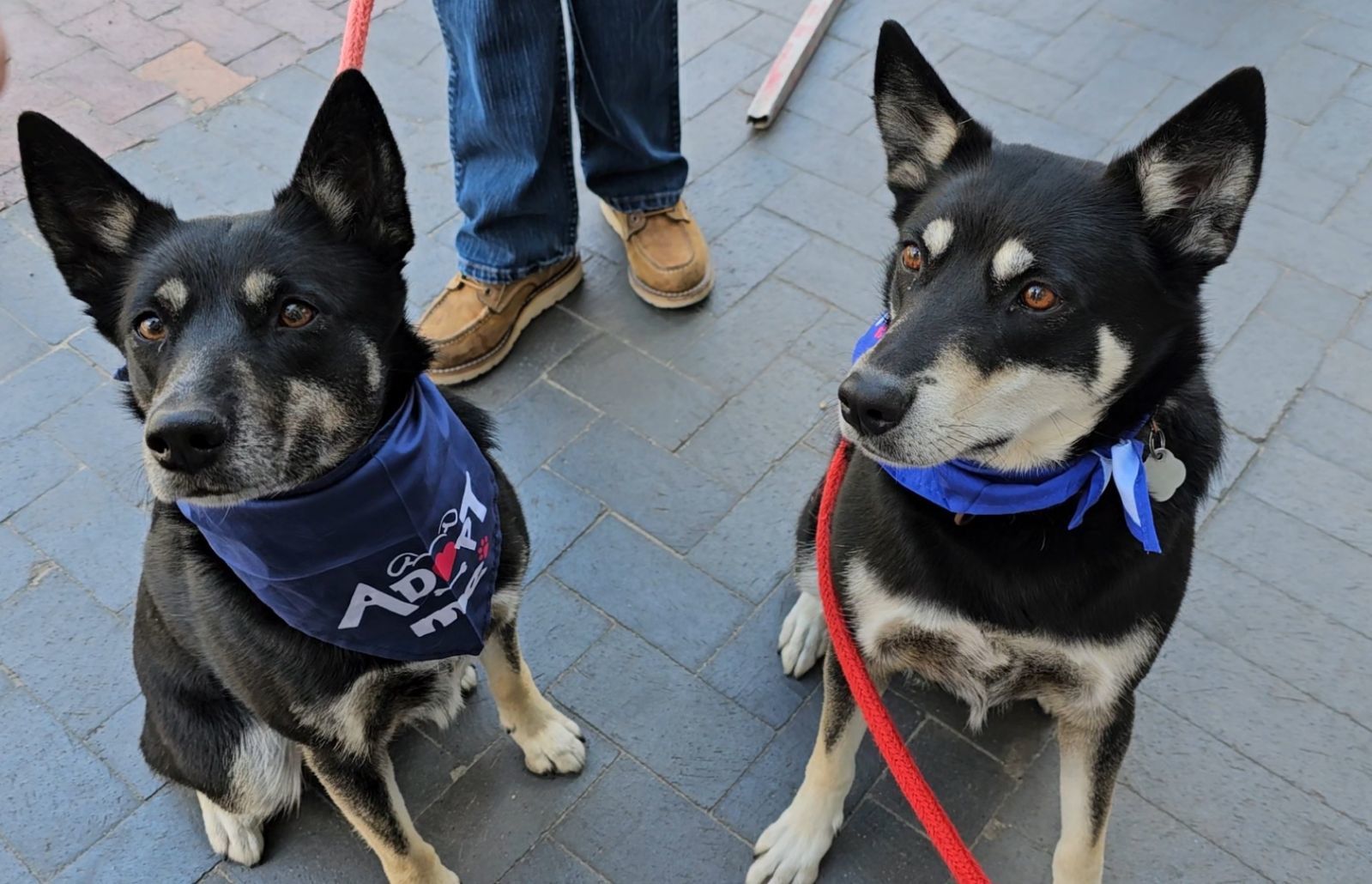 Ruby, an adoptable Australian Kelpie, Alaskan Malamute in Boise, ID, 83702 | Photo Image 5