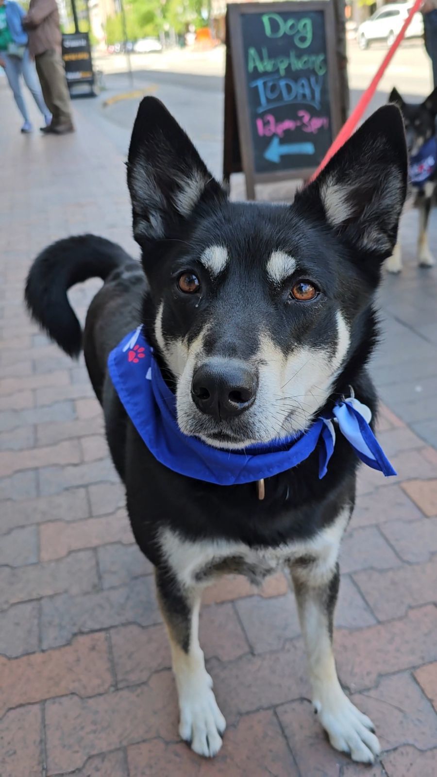 Chet, an adoptable Australian Kelpie, Alaskan Malamute in Boise, ID, 83702 | Photo Image 1