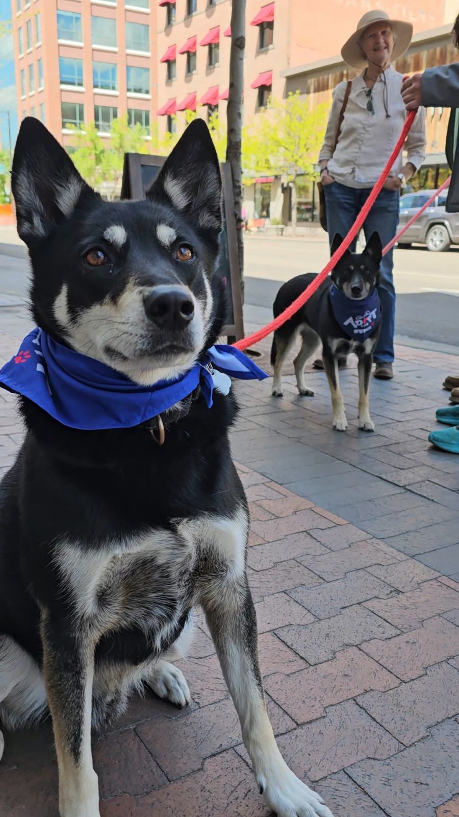 Chet, an adoptable Australian Kelpie, Alaskan Malamute in Boise, ID, 83702 | Photo Image 3