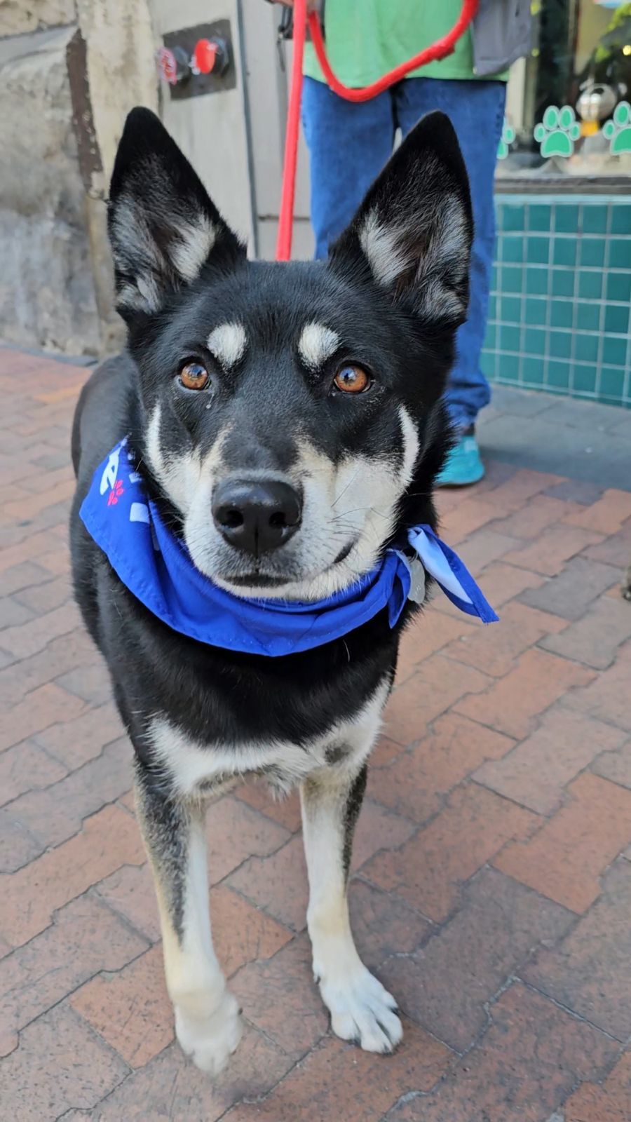 Chet, an adoptable Australian Kelpie, Alaskan Malamute in Boise, ID, 83702 | Photo Image 4