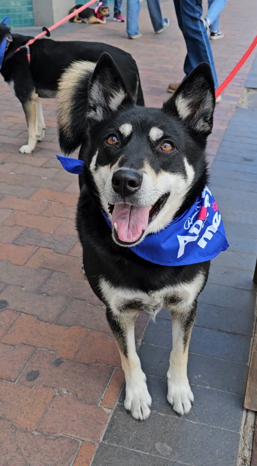 Chet, an adoptable Australian Kelpie, Alaskan Malamute in Boise, ID, 83702 | Photo Image 5