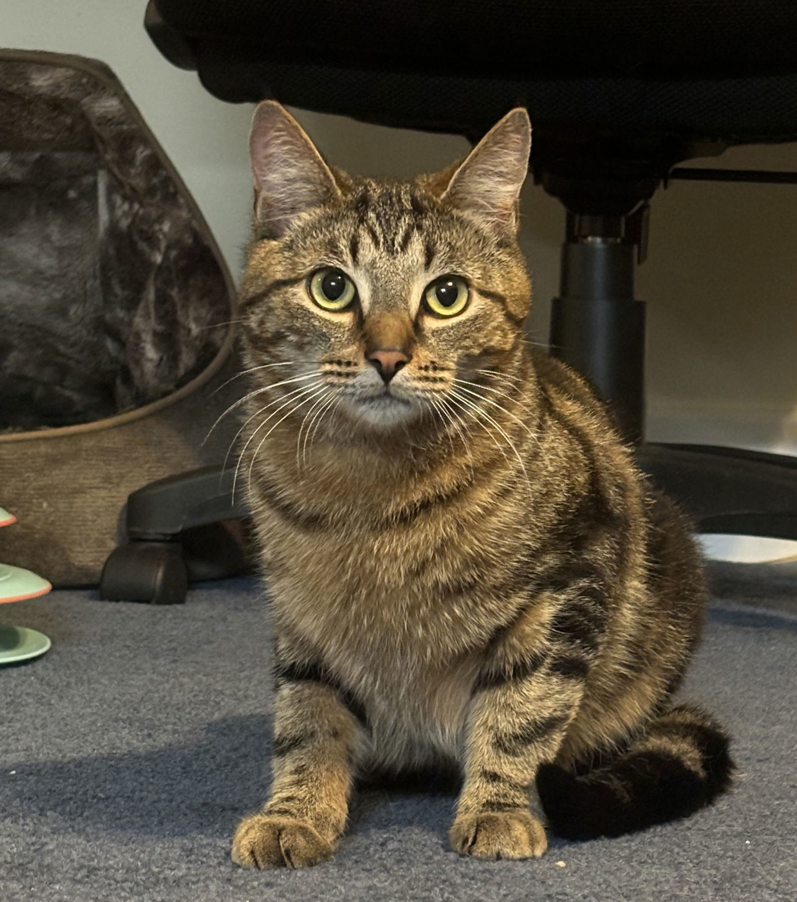 Snake, an adoptable Tabby, Domestic Short Hair in Traverse City, MI, 49686 | Photo Image 1