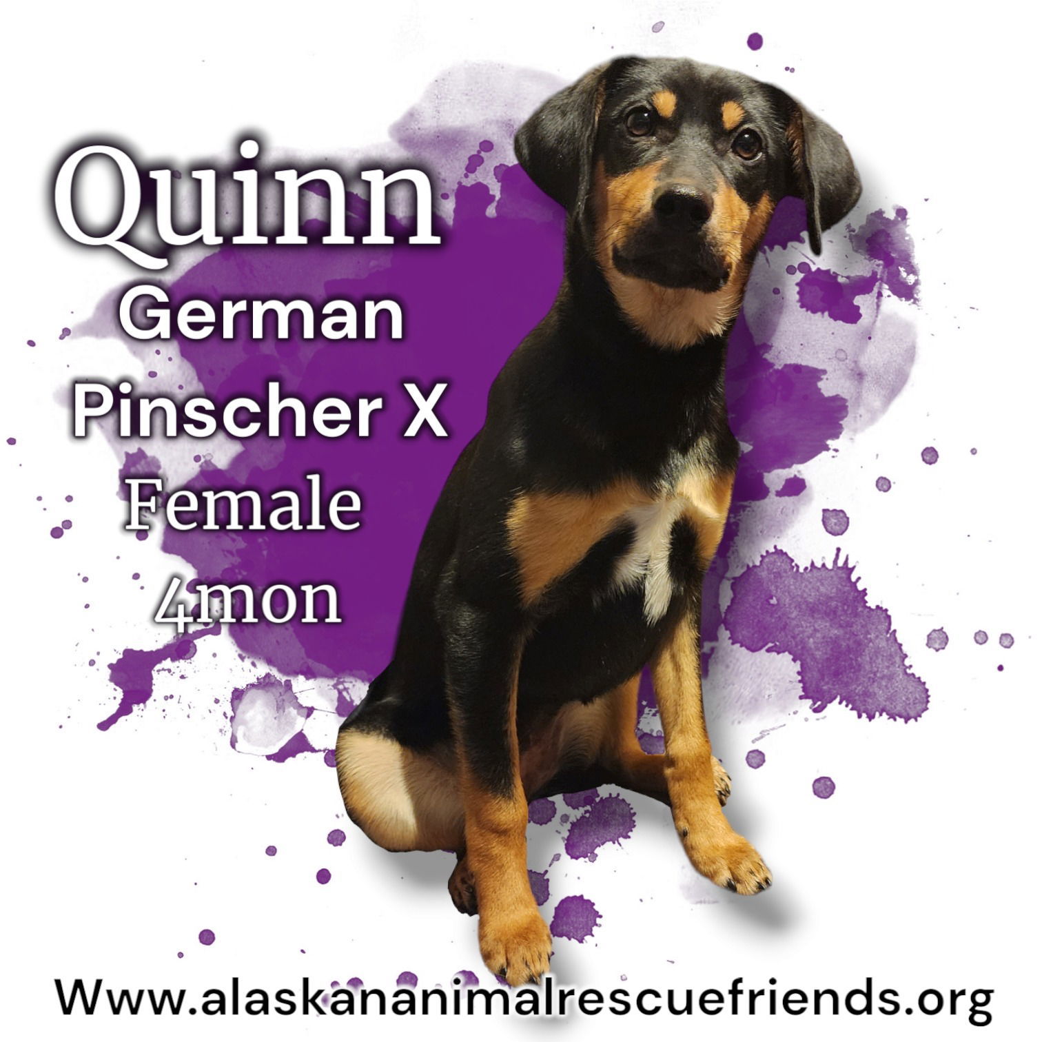 Quinn, an adoptable German Pinscher in Anchorage, AK, 99503 | Photo Image 1