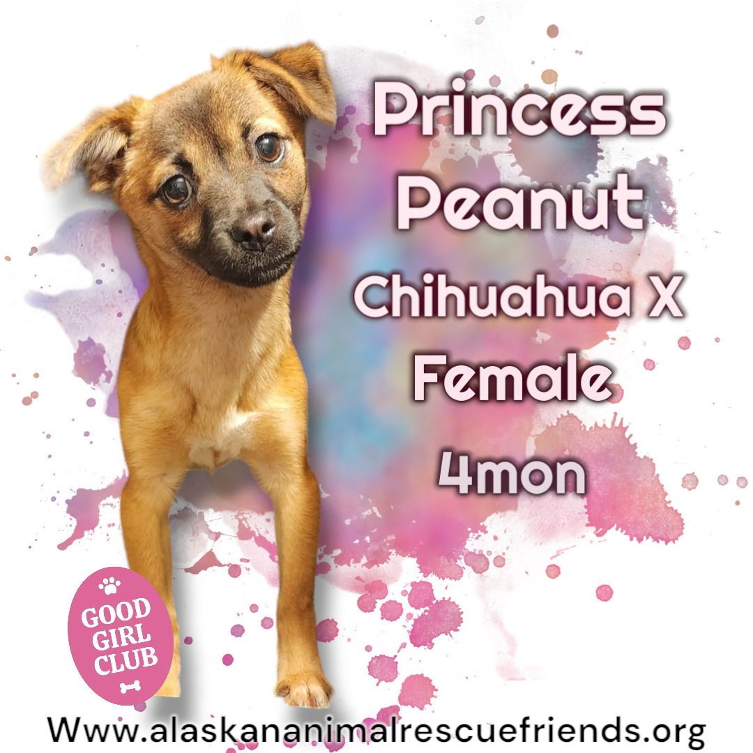 Princess Peanut, an adoptable Chihuahua in Anchorage, AK, 99503 | Photo Image 1