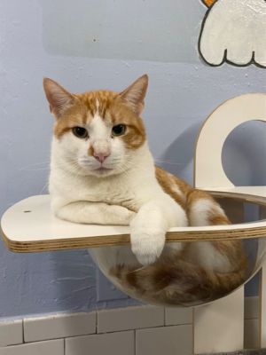Clyde, Adult Male unknown