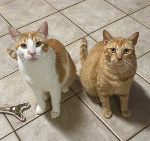 Bonnie, Adult Female Domestic Short Hair
