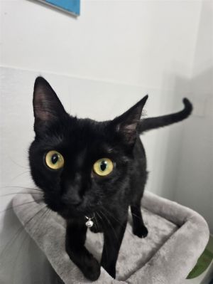 This stunning girl is Felisha She is an incredibly affectionate and outgoing yo