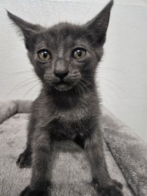 Say hello to Craig literally the coolest cat around This adorable gray kitten is easygoing relax