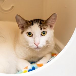 I just arrived at Animal Haven Please check back soon for more info about me