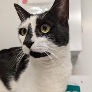 Meet Mimi a charming 2-year-old black and white female Mimi is as sweet as can