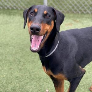 Meet Amiga This affectionate Doberman pup is ready to meet her new family Amig