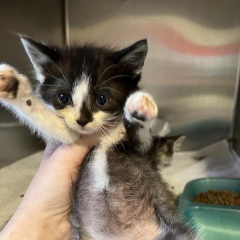 Yoo Hoo, an adoptable Domestic Medium Hair in Yuma, AZ, 85365 | Photo Image 1