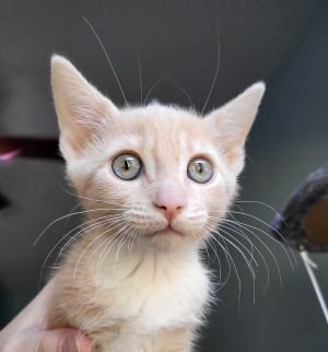 Meet Toby the adorable cream-colored kitten with a heart as warm as his fur To