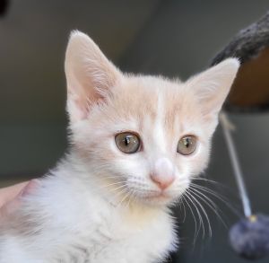 Introducing Cinnamon the delightful light orange and white kitten with mesmeriz