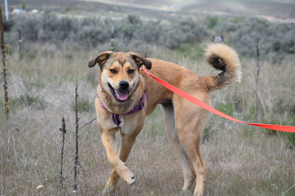Chili, an adoptable Great Pyrenees, Rottweiler in Salmon, ID, 83467 | Photo Image 2