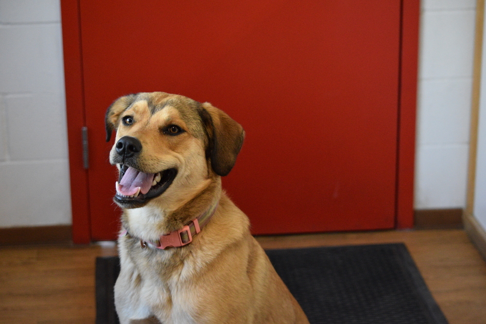 Chili, an adoptable Great Pyrenees, Rottweiler in Salmon, ID, 83467 | Photo Image 3