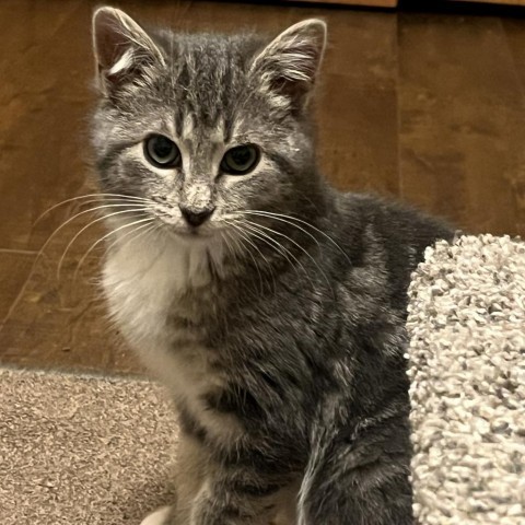 Winter Solstice, an adoptable Domestic Short Hair in Bismarck, ND, 58507 | Photo Image 4