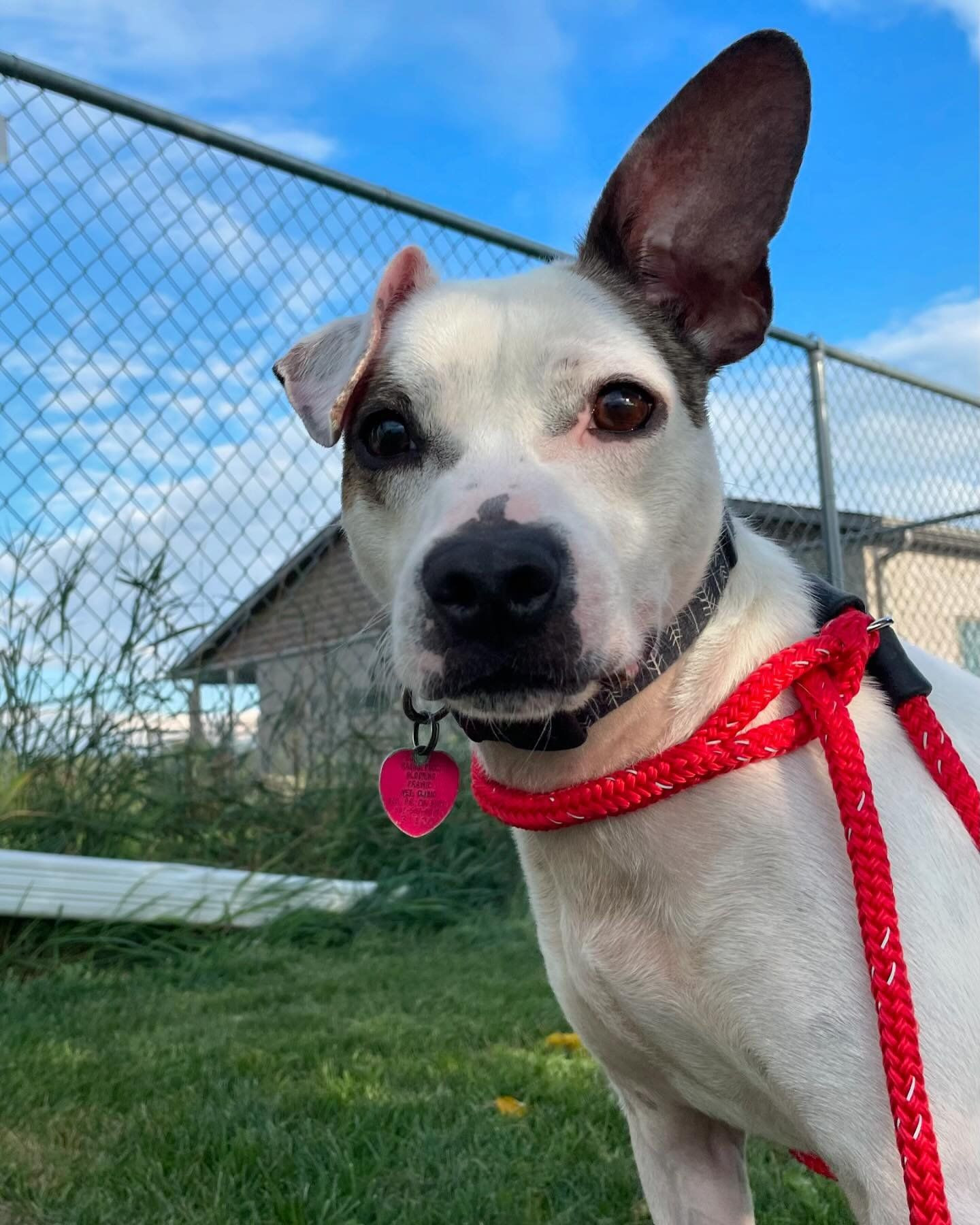 Chase, an adoptable Chihuahua, Pit Bull Terrier in Austin, MN, 55912 | Photo Image 1