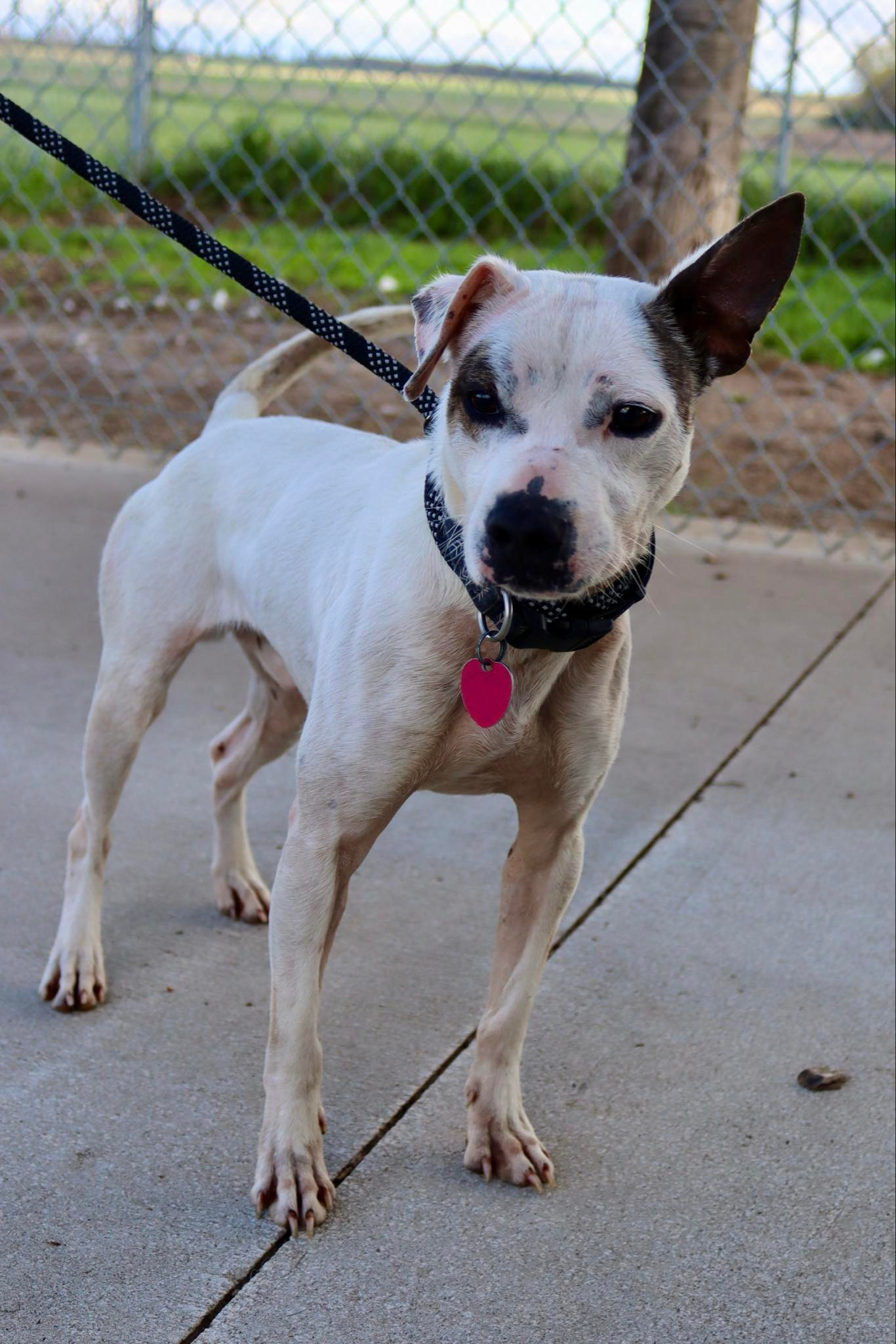 Chase, an adoptable Chihuahua, Pit Bull Terrier in Austin, MN, 55912 | Photo Image 2