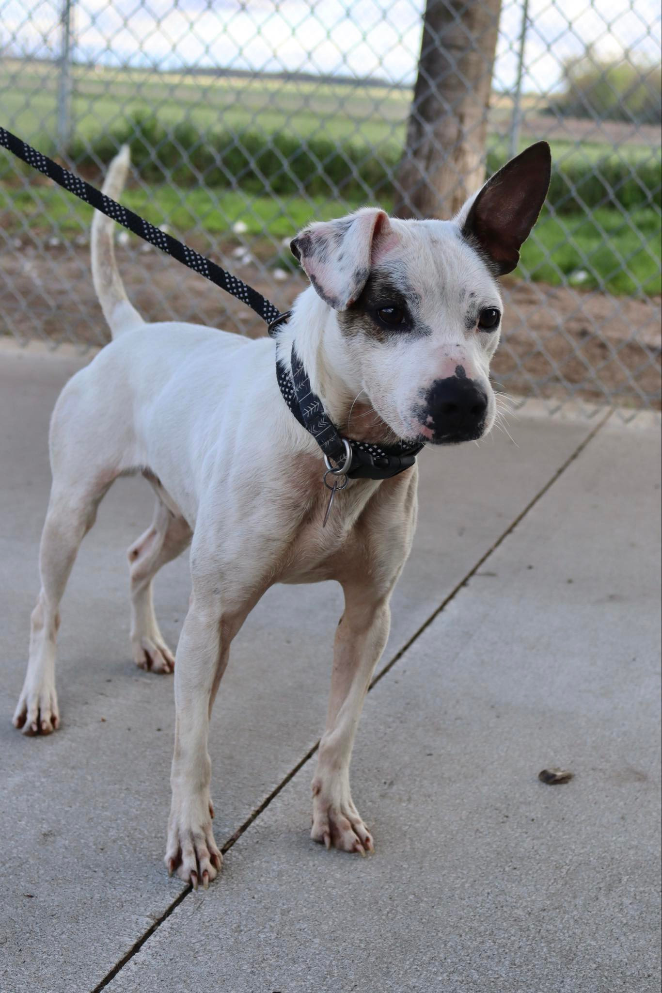 Chase, an adoptable Chihuahua, Pit Bull Terrier in Austin, MN, 55912 | Photo Image 3