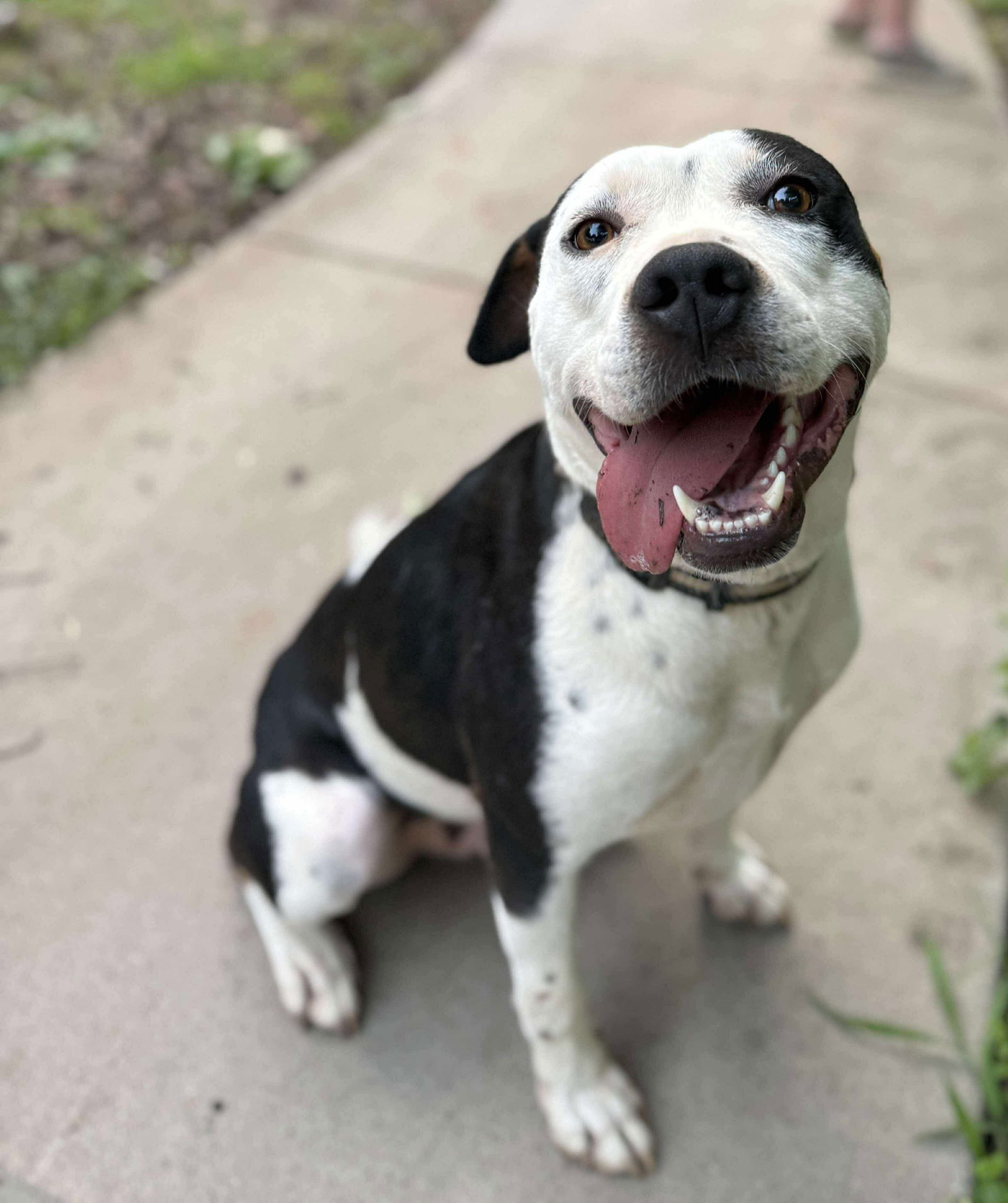 Montana, an adoptable American Staffordshire Terrier in Garner, NC, 27529 | Photo Image 2