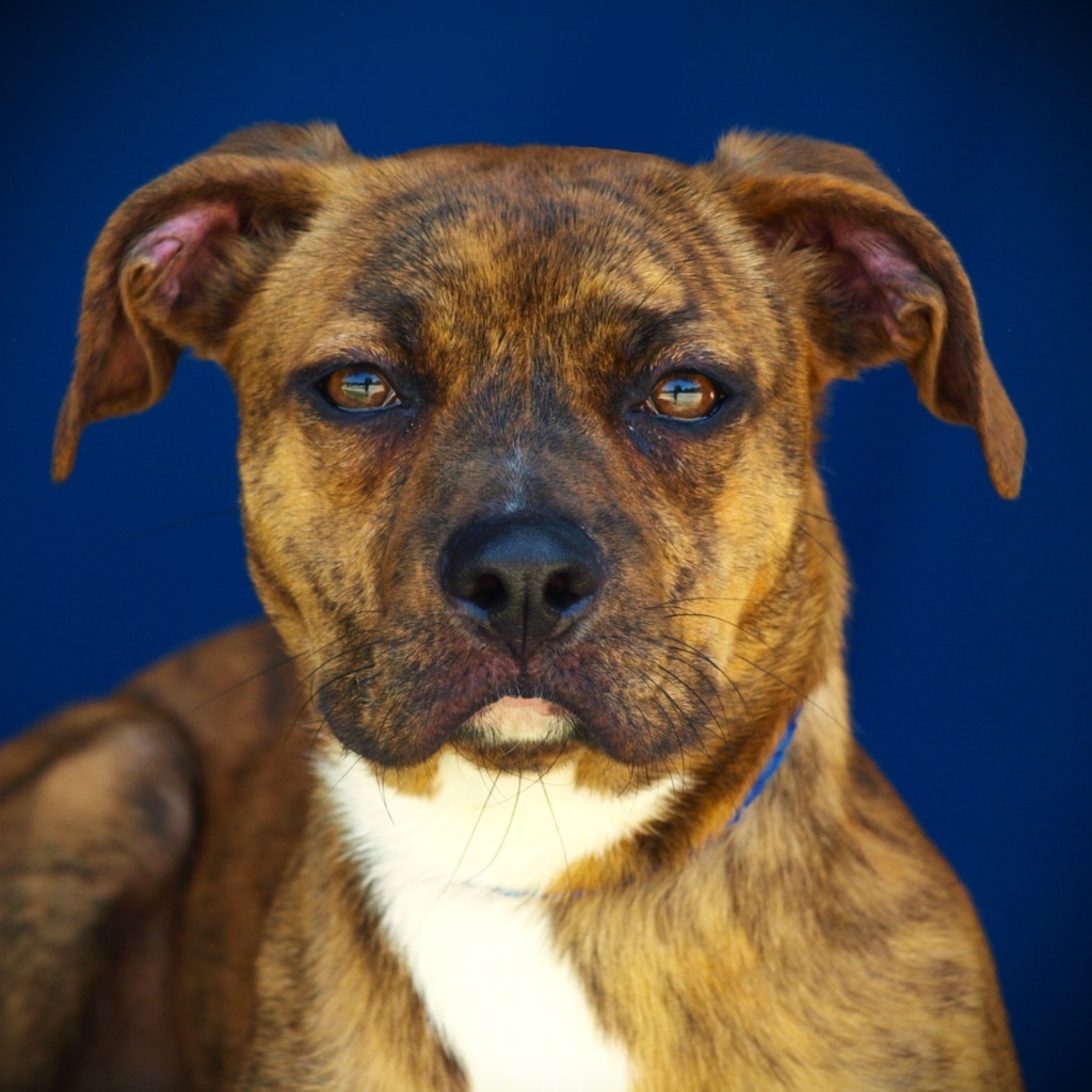 Farah(Nala)