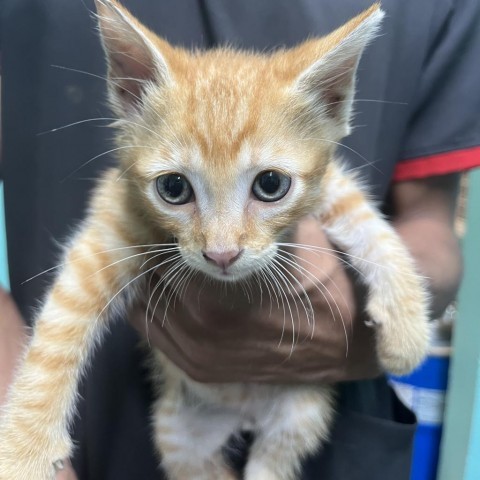 George, an adoptable Domestic Short Hair in Guaynabo, PR, 00969 | Photo Image 1