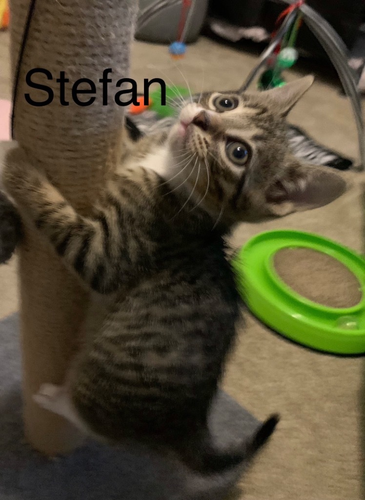 Stefan, an adoptable Domestic Short Hair in Newnan, GA, 30264 | Photo Image 2