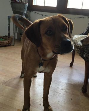 Toby Trent, Adult Male Mixed Breed