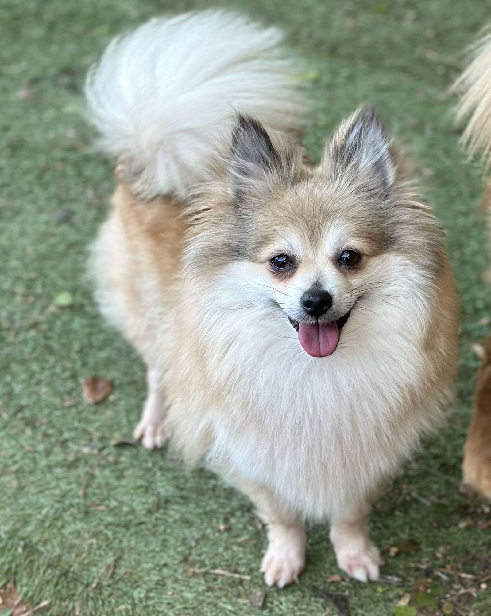 Mumsy, an adoptable Pomeranian in Garland, TX, 75040 | Photo Image 1