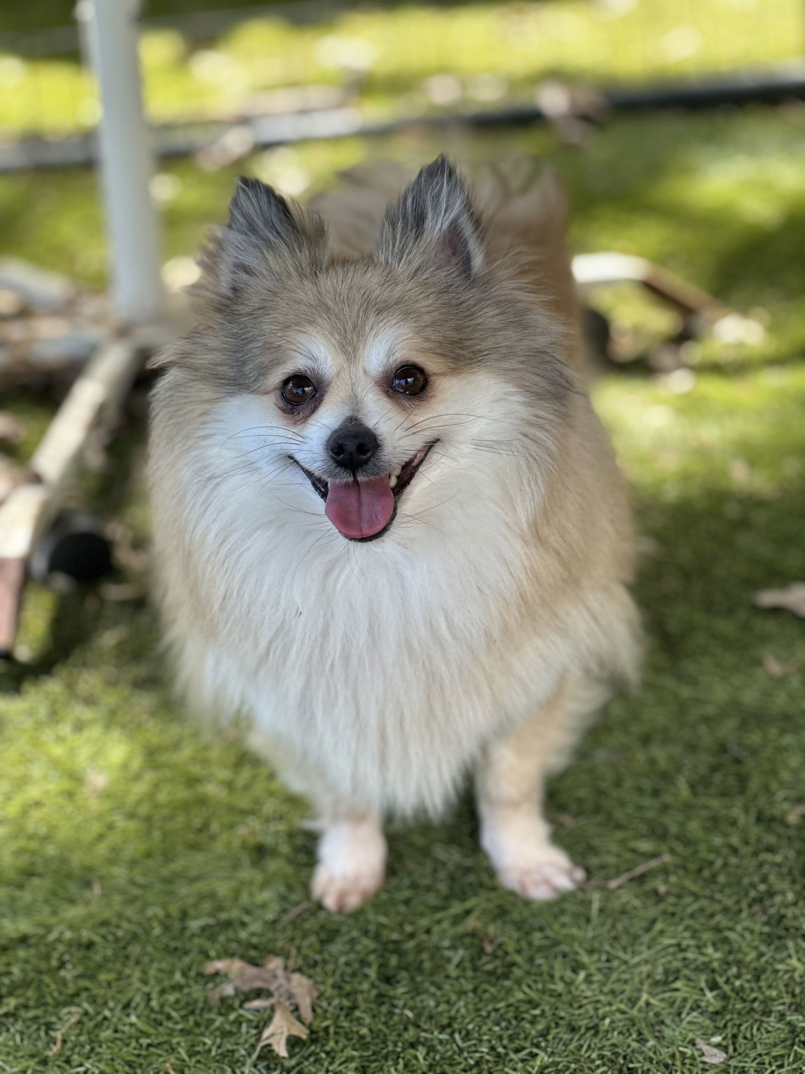 Mumsy, an adoptable Pomeranian in Garland, TX, 75040 | Photo Image 2