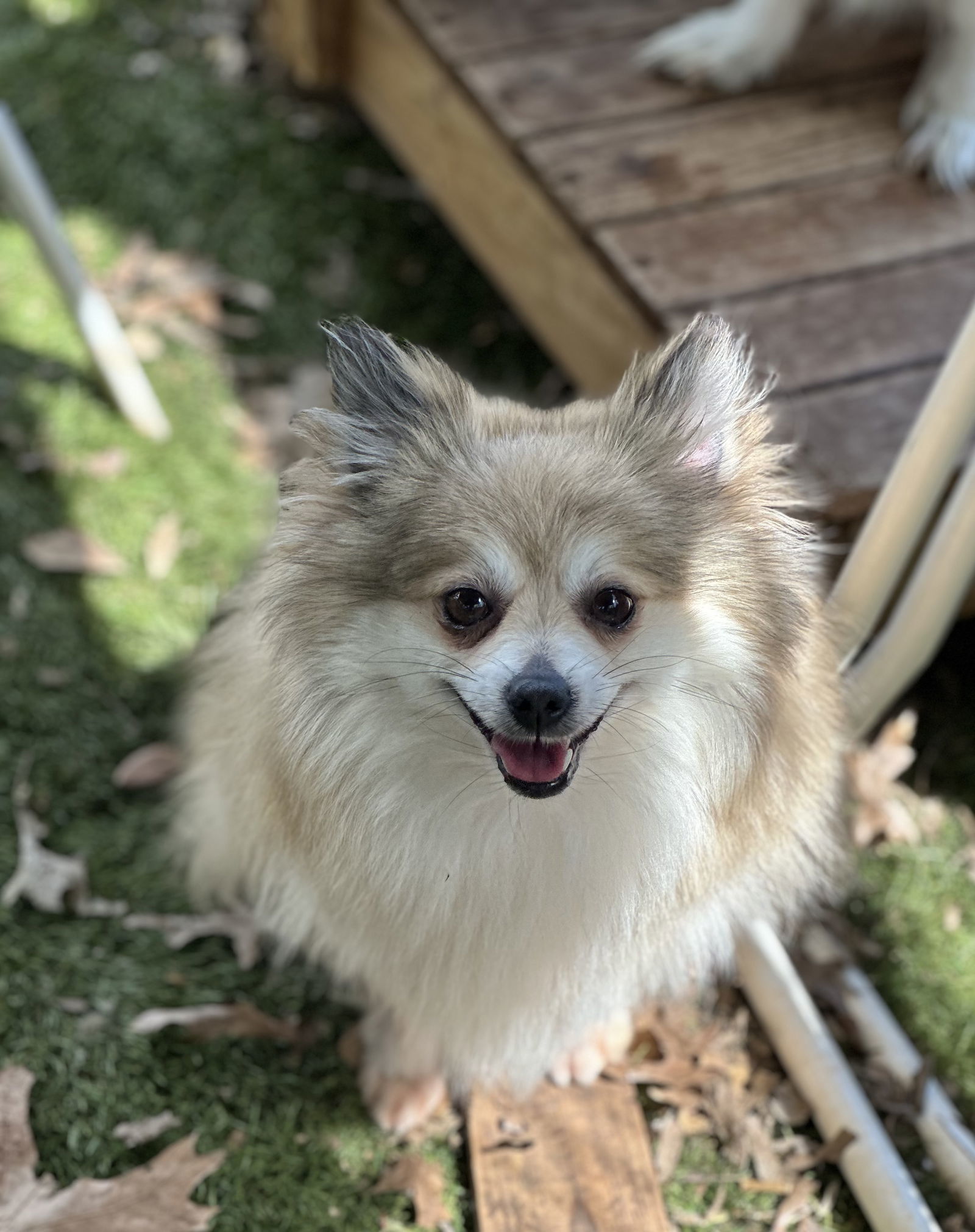 Mumsy, an adoptable Pomeranian in Garland, TX, 75040 | Photo Image 3