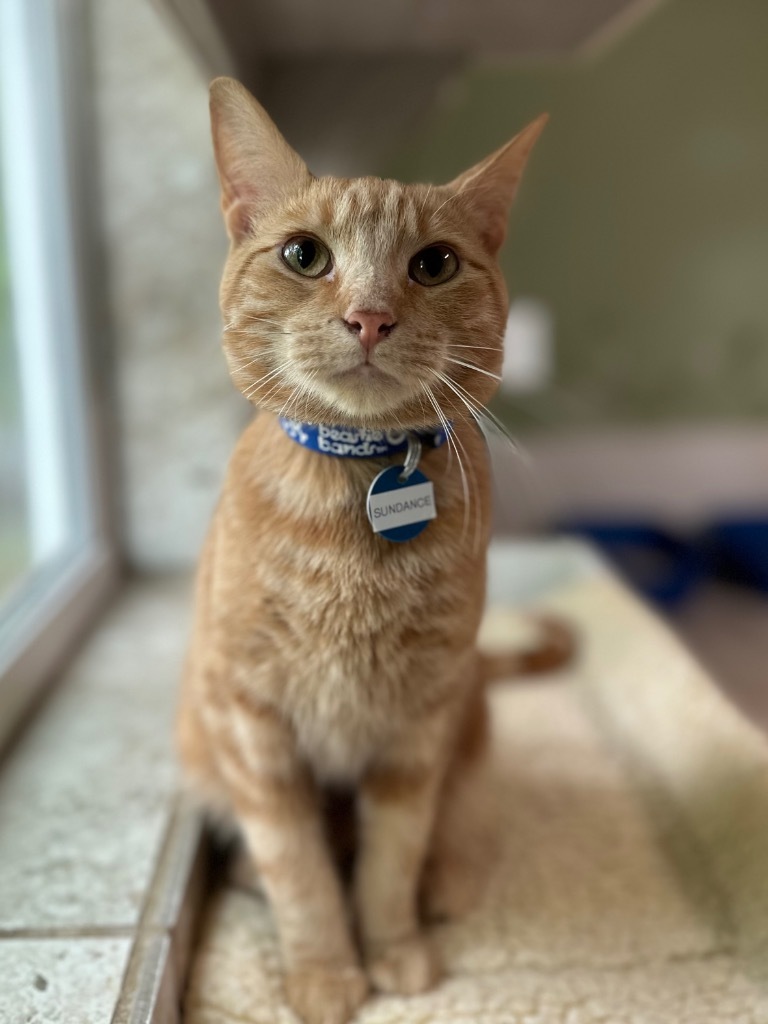 Sundance, an adoptable Domestic Short Hair in Hot Springs, AR, 71901 | Photo Image 1