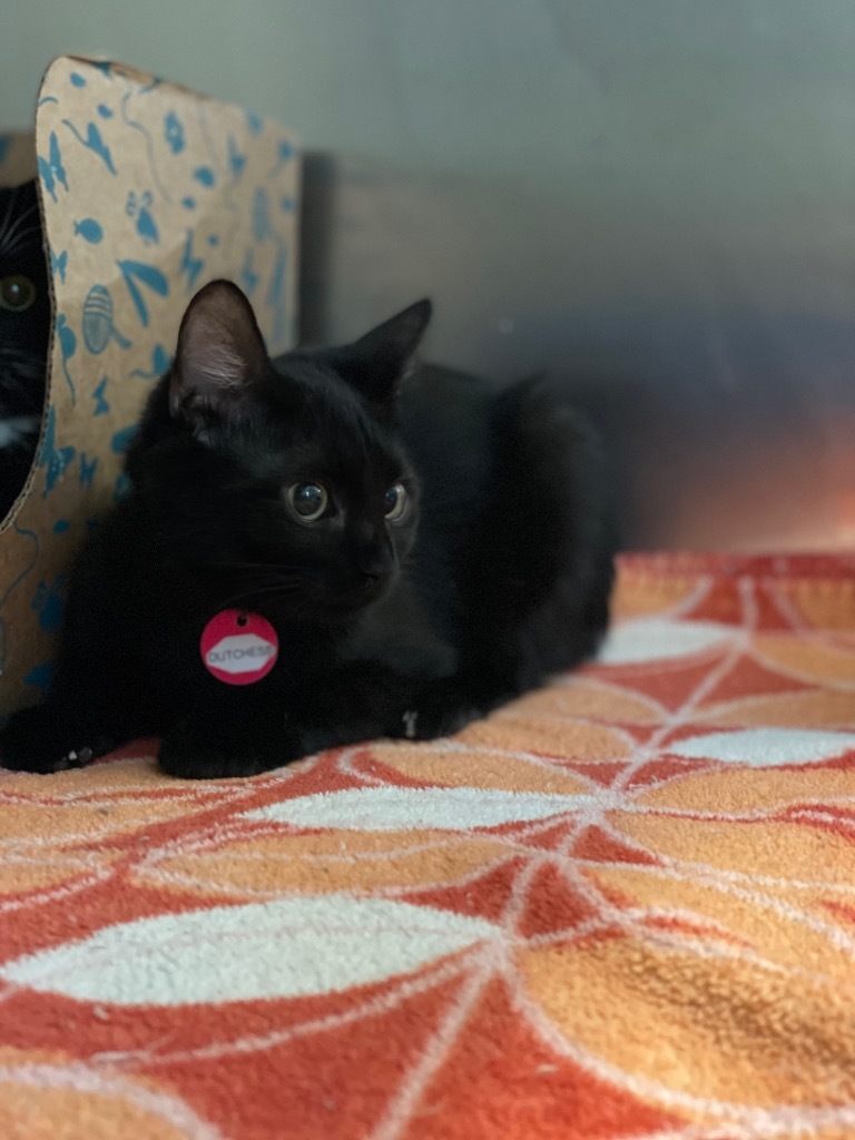 Dutchess, an adoptable Domestic Short Hair in Hot Springs, AR, 71901 | Photo Image 1