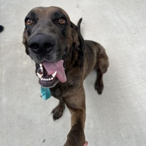 Boone Bloodhound Dog