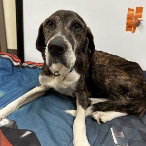 Dogs for Adoption Near Lynchburg VA Petfinder