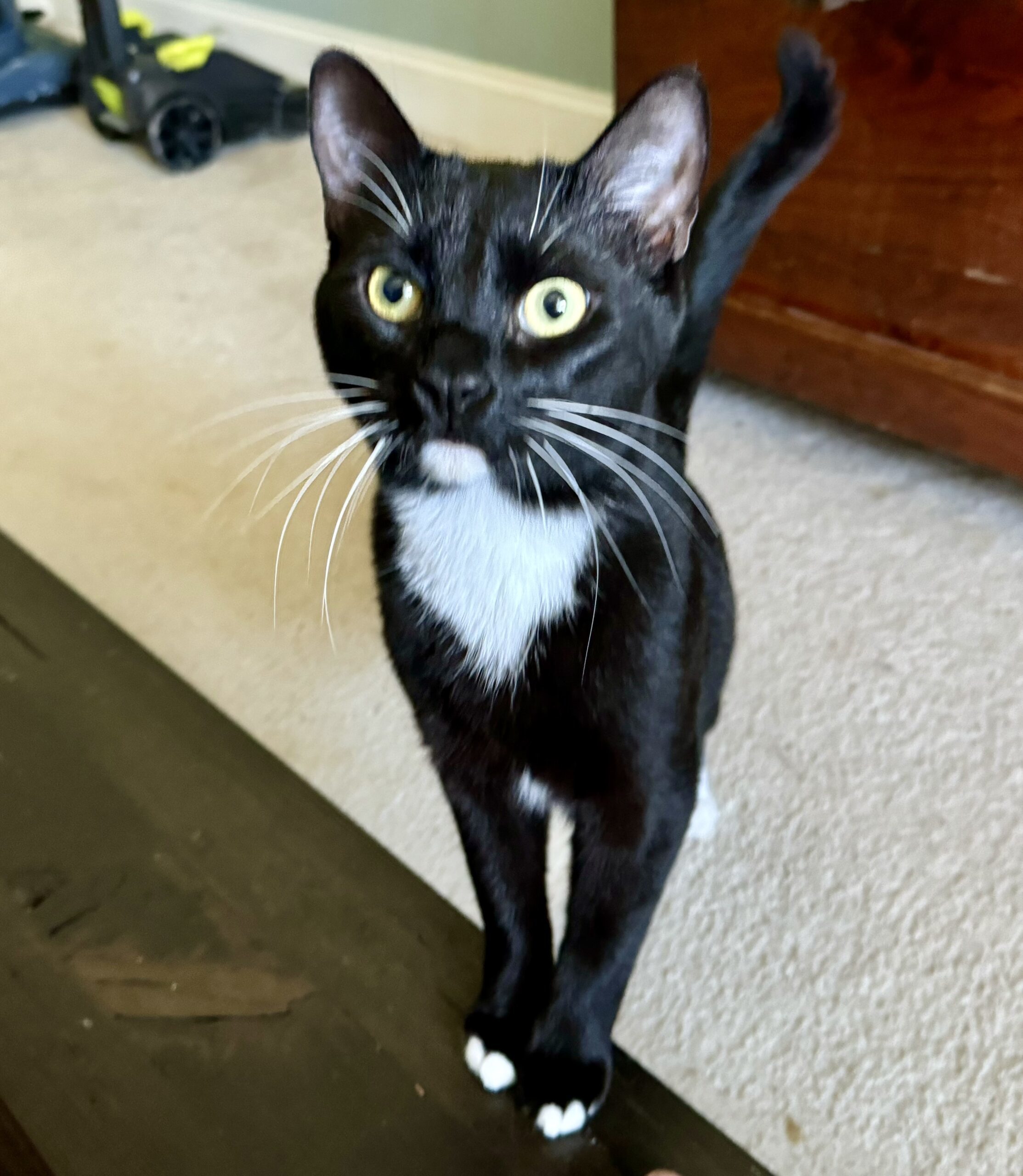 Watson