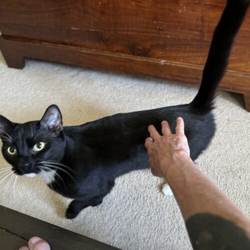 Watson