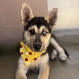 Hi My name is Azalea and Im at the Santa Maria Campus Im a two-month-old female husky shepherd m