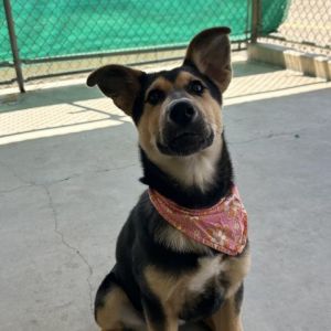 Hi My name is Iris and Im at the Santa Maria Campus Im a two-month-old female husky shepherd mix