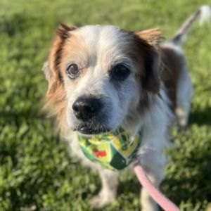 Hi My name is Chispas and Im at the Santa Maria Campus Im a 13 year old male Terrier Cocker