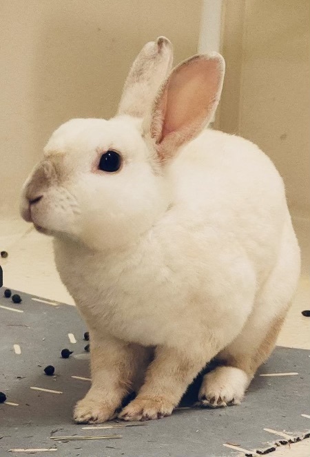 Rabbit for adoption - Jeeves, a Rex & Himalayan Mix in Naples, FL ...