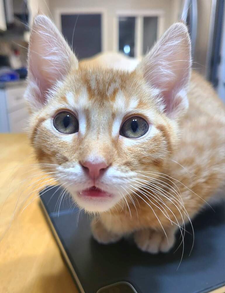 Pauly, an adoptable Domestic Short Hair in Salinas, CA, 93905 | Photo Image 1