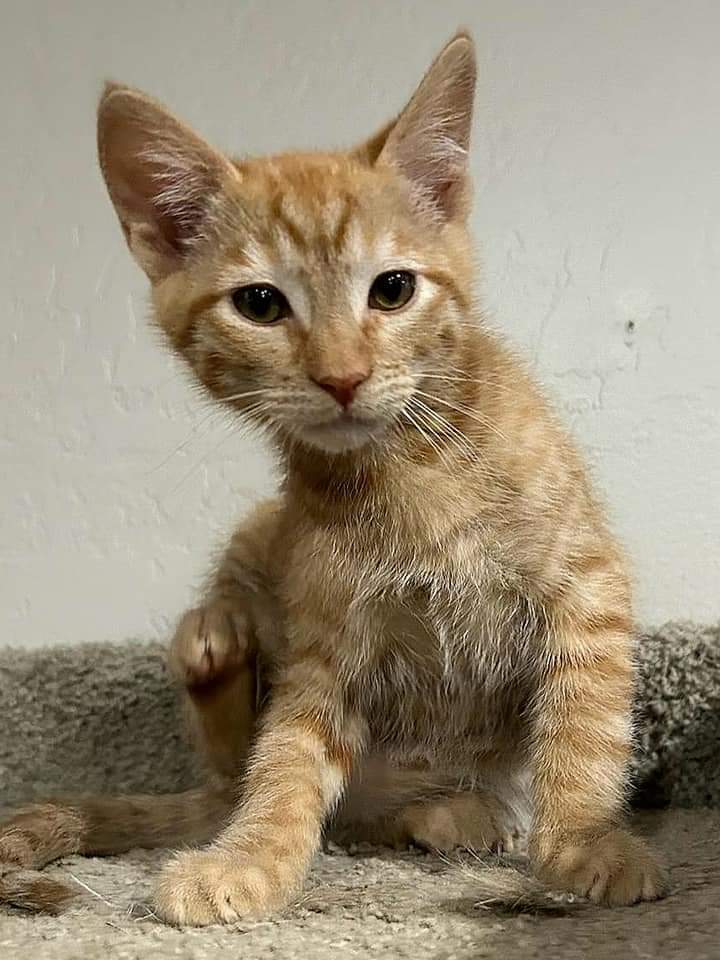 Pauly, an adoptable Domestic Short Hair in Salinas, CA, 93905 | Photo Image 2