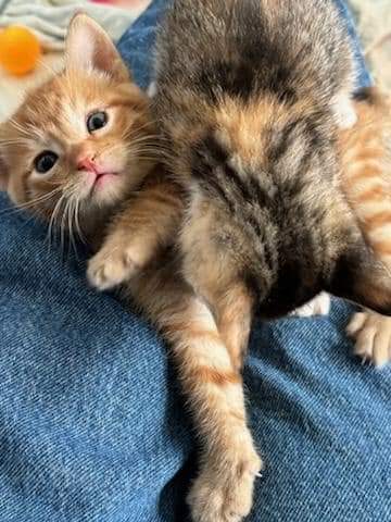 Pauly, an adoptable Domestic Short Hair in Salinas, CA, 93905 | Photo Image 3