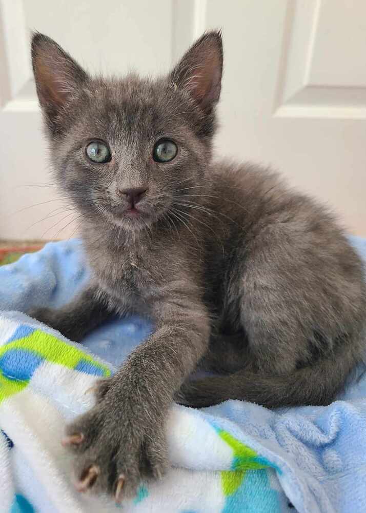 Lainey, an adoptable Domestic Short Hair in Salinas, CA, 93905 | Photo Image 3