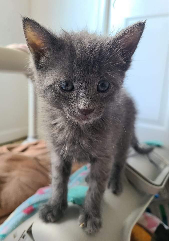 Lainey, an adoptable Domestic Short Hair in Salinas, CA, 93905 | Photo Image 4