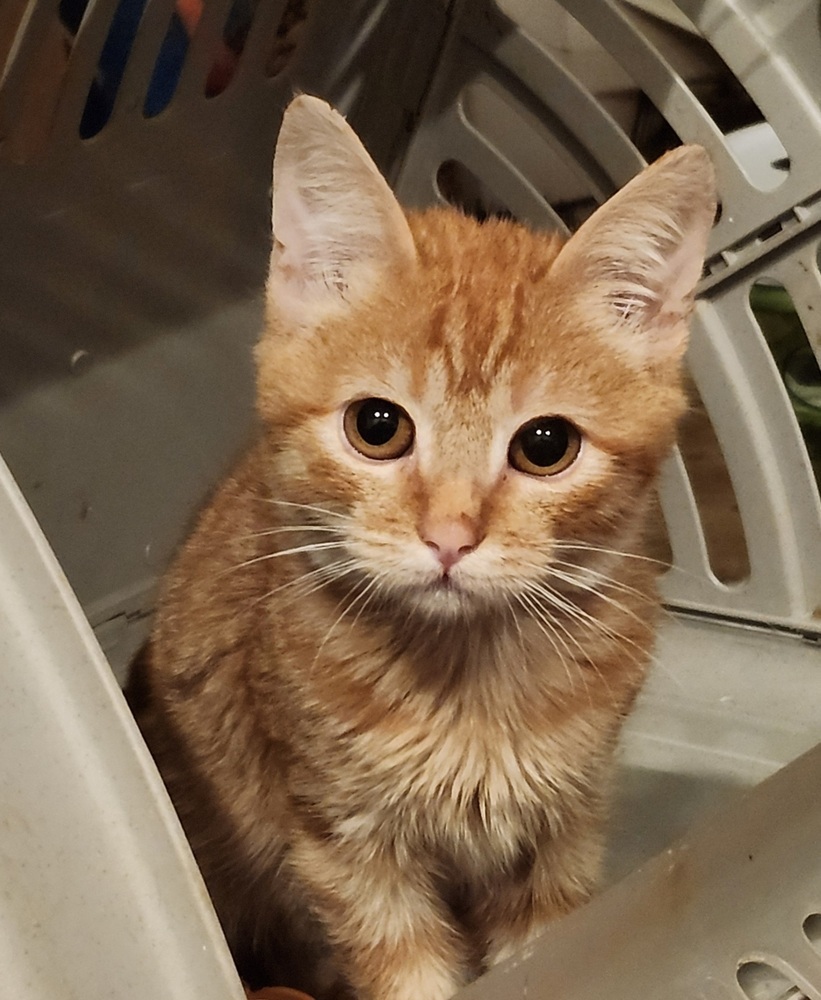 Portland, an adoptable Domestic Short Hair in Salinas, CA, 93905 | Photo Image 1