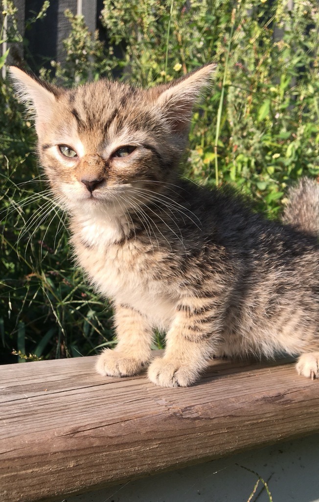 Nala, an adoptable Domestic Medium Hair, Maine Coon in Crandon, WI, 54520 | Photo Image 2