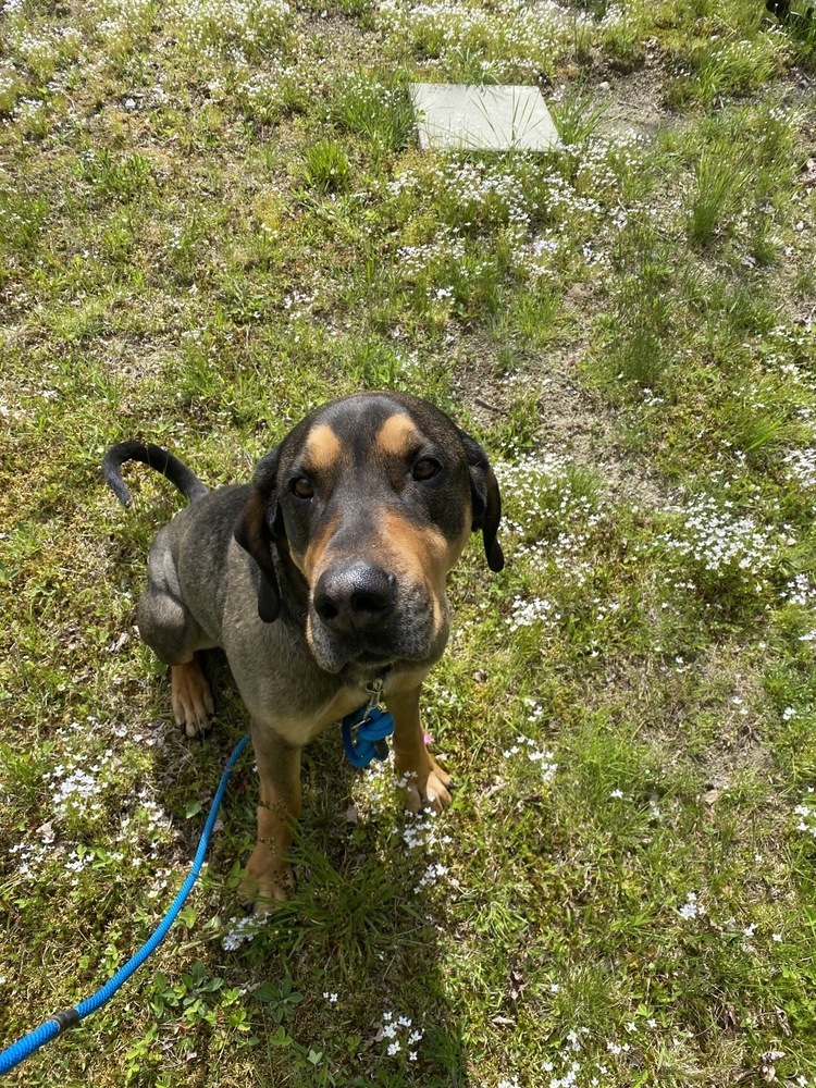 Jax, an adoptable Hound in Trenton, ME, 04605 | Photo Image 1